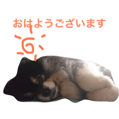 [LINEスタンプ] ポメラニアンのサスケくん