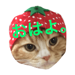[LINEスタンプ] まろ 猫