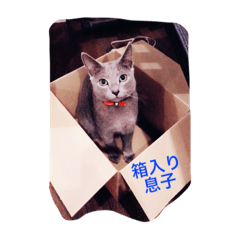 [LINEスタンプ] 猫好きのためのリアル猫スタンプ第2弾