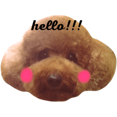 [LINEスタンプ] 服部家のマロン(♀)です。
