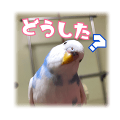 [LINEスタンプ] インコの森 3。