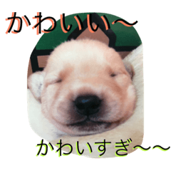 [LINEスタンプ] labradornico7
