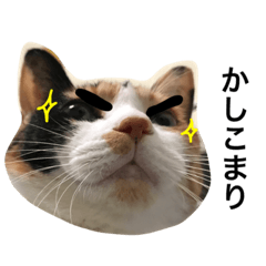 [LINEスタンプ] 三毛猫ハルちゃん④