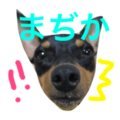 [LINEスタンプ] MOCA's LIFE