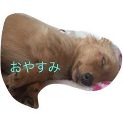 [LINEスタンプ] ランちゃんの日常