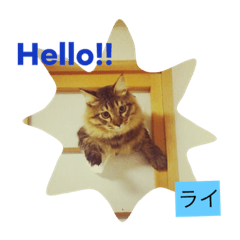 [LINEスタンプ] ○イさん達(rema家の猫さま)