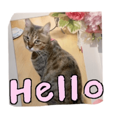 [LINEスタンプ] my cat me-chann  3