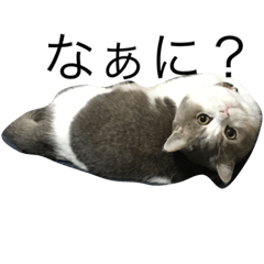 [LINEスタンプ] 猫のスタンプだよ