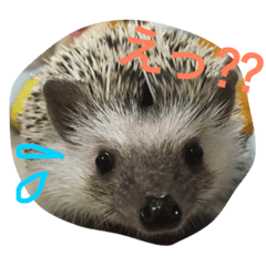 [LINEスタンプ] ハローハリースマイル 