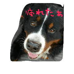 [LINEスタンプ] バディのつぶやき