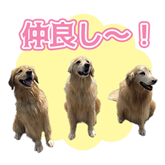 [LINEスタンプ] ゴールデンレトリバーハリー