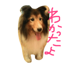 [LINEスタンプ] ワンコロりん