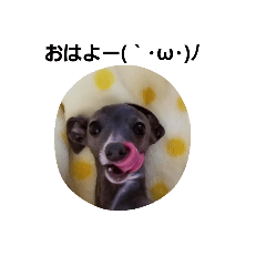 [LINEスタンプ] イタグレのRay