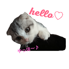 [LINEスタンプ] ベネの日常
