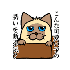 [LINEスタンプ] シャム猫と三毛猫