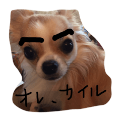 [LINEスタンプ] チワワのカイル