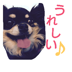 [LINEスタンプ] チワワのクレアちゃん
