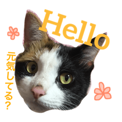 [LINEスタンプ] 三毛猫アロアと琉球犬チョコ2'