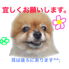 [LINEスタンプ] pomepuppu