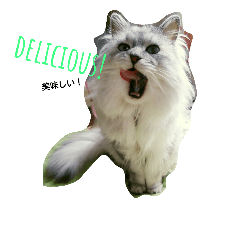 [LINEスタンプ] ペルシャ猫 チンチラシルバー(うちの猫様)