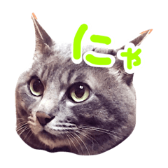 [LINEスタンプ] ふてぶてしい猫ふく