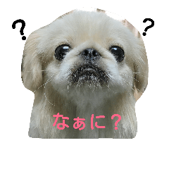 [LINEスタンプ] ペキニーズくぅちゃん