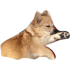 [LINEスタンプ] ハピネスの日常