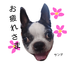 [LINEスタンプ] ボストンテリア  サンタくんの日常