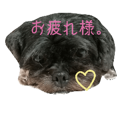 [LINEスタンプ] 家のらぶちゃん。