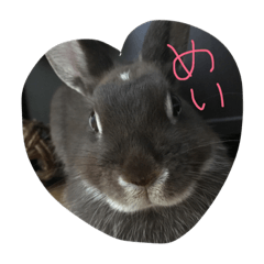 [LINEスタンプ] うさぎのめいたろう