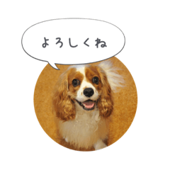 [LINEスタンプ] キャバリア弥勒