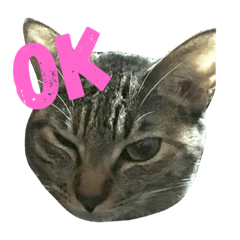 [LINEスタンプ] ロイちゃん