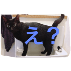 [LINEスタンプ] 双子ネコ