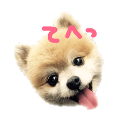 [LINEスタンプ] ふわポメムサシ