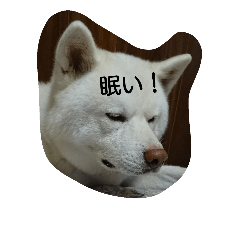 [LINEスタンプ] 秋田犬 挨拶2