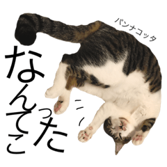 [LINEスタンプ] つうこが好きすぎて辛い