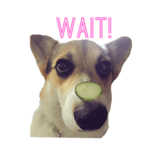 [LINEスタンプ] コーギーのごんとろく。