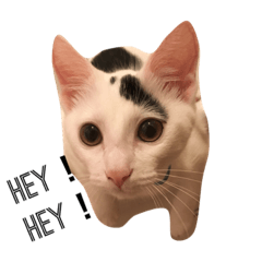 [LINEスタンプ] マロの日常2