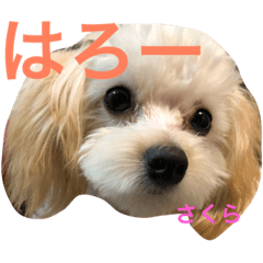 [LINEスタンプ] マルプー・さくら