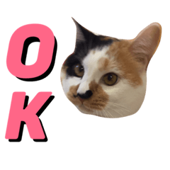 [LINEスタンプ] 三毛猫のニコ