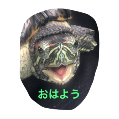 [LINEスタンプ] ちょびの日常