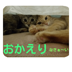 [LINEスタンプ] チャー＆るー(茶トラとキジトラ)