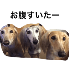 [LINEスタンプ] Saluki Muse Family