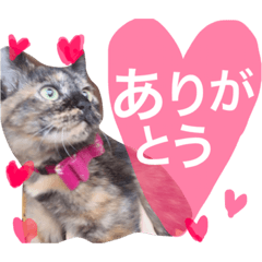 [LINEスタンプ] moriyafamly