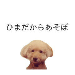 [LINEスタンプ] トイプードルのびばです