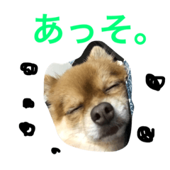 [LINEスタンプ] ポメチワのぷちこ