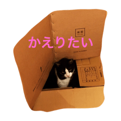[LINEスタンプ] 猫すき