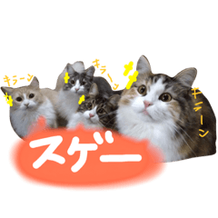 [LINEスタンプ] むぎと愉快な家族