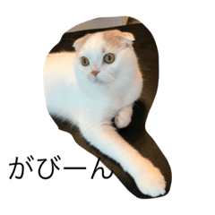 [LINEスタンプ] Cat Greetings 2