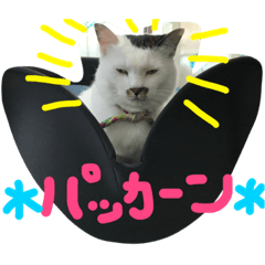 [LINEスタンプ] まるこ、あんこの毎日スタンプ